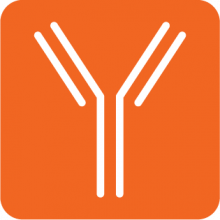 Antibodies